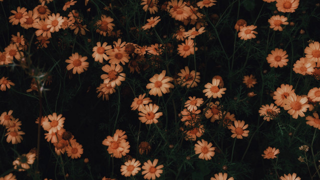 Orange flowers floral background closeup free wallpaper - medium preview image