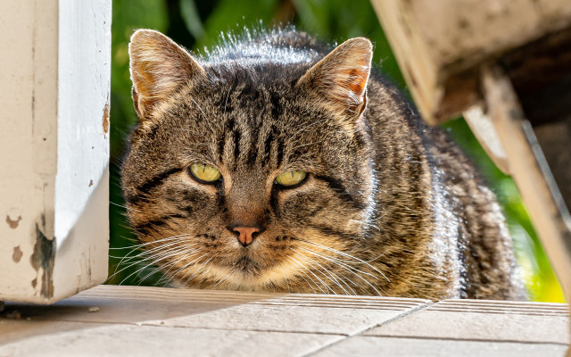 Cat porch greenplant blurry depthfield free wallpaper - medium preview image