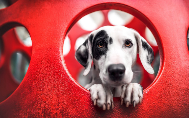 Dog red constructivism abstract sculpture free wallpaper - medium preview image