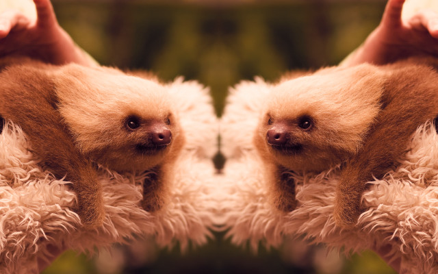 Two sloths mouths open noses free wallpaper - medium preview image