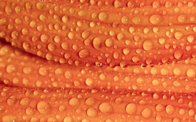Water droplets orange abstract macro free wallpaper - medium preview image