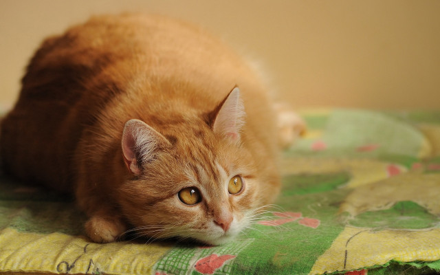 Cat green yellow blanket flower free wallpaper - medium preview image