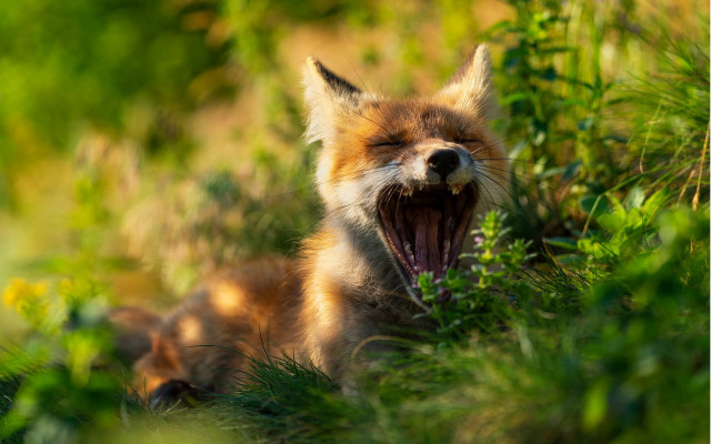 Fox yawning grass wildlife bokeh free wallpaper - medium preview image