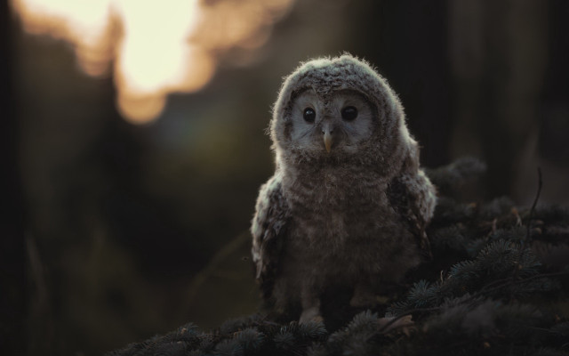 Small owl branch woods sunset free wallpaper - medium preview image