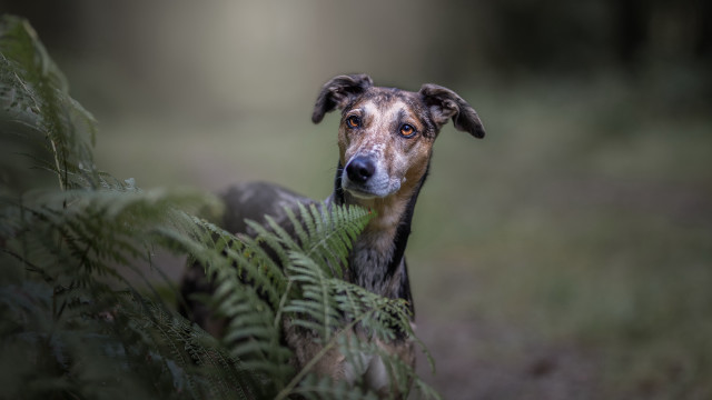 Dog fern grass serious animal free wallpaper - medium preview image
