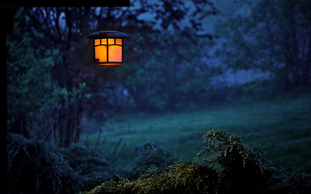 Lamp tree forest night green free wallpaper - medium preview image