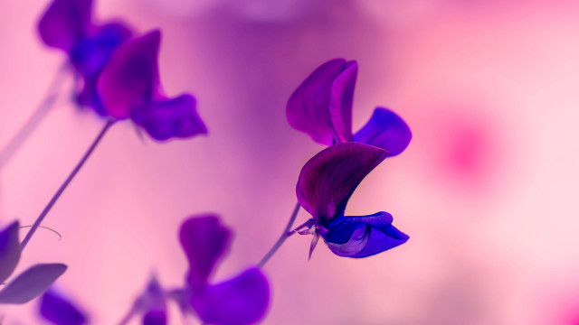 Purple flower pink background butterfly free wallpaper - medium preview image