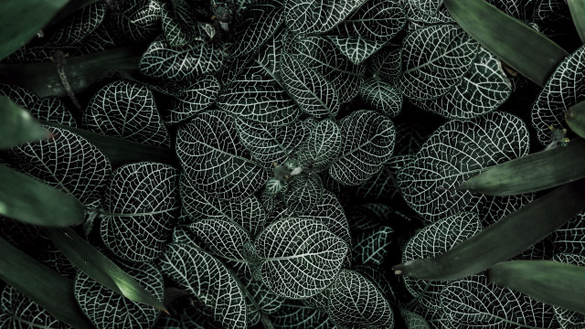 Leaves foliage borders nature generative free wallpaper - medium preview image