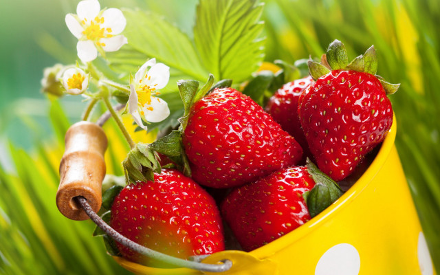 Yellow bucket strawberries flowers leaf free wallpaper - medium preview image