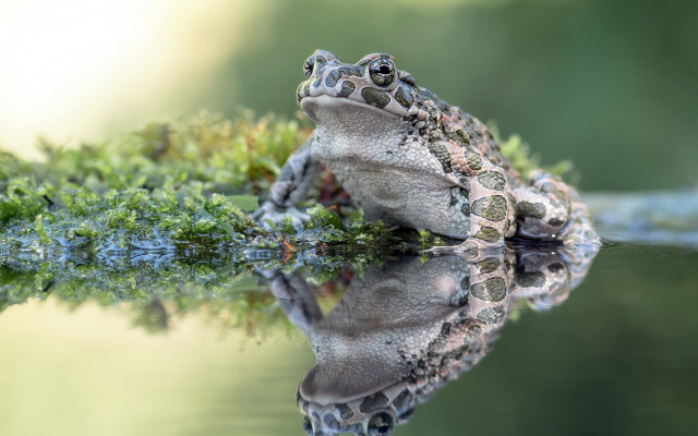 Frog green plant water reflection free wallpaper - medium preview image