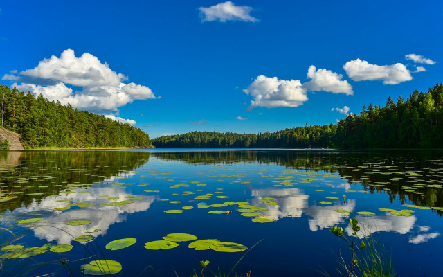 Lake lily pads trees sky free wallpaper - medium preview image