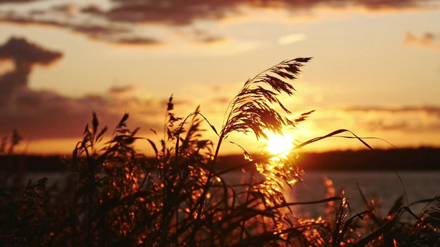 Sunset clouds grass water autumn free wallpaper - medium preview image
