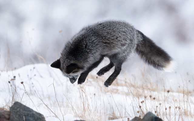 Raccoon snow jumping branch nature free wallpaper - medium preview image