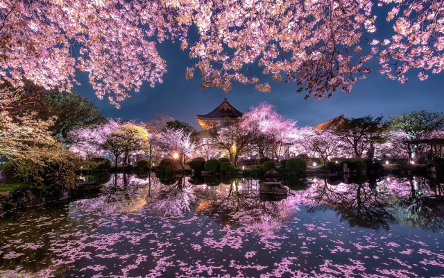Pond cherry blossoms autumn architecture free wallpaper - medium preview image