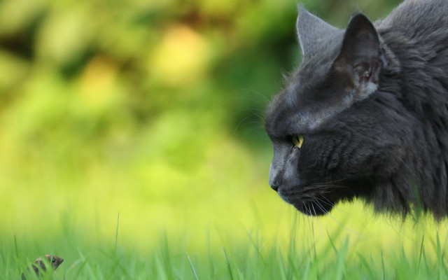 Black cat yellow eyes grass #2 free wallpaper - medium preview image
