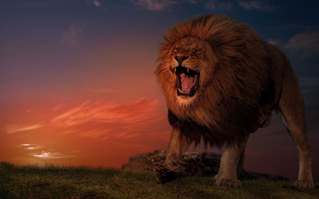 Lion standing hill open mouth free wallpaper - medium preview image