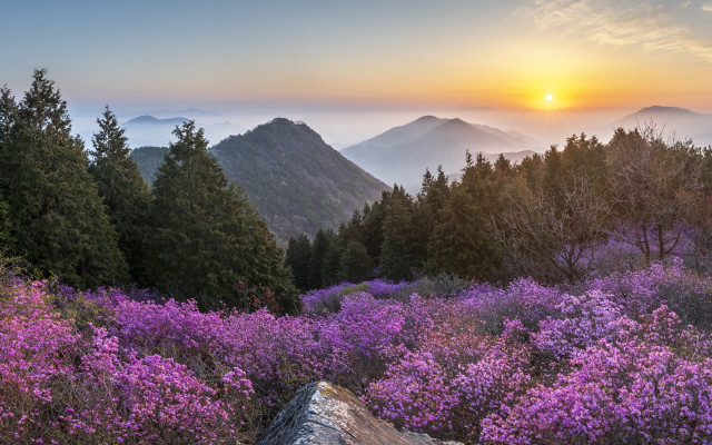 Sunset mountain purple flowers blooming free wallpaper - medium preview image