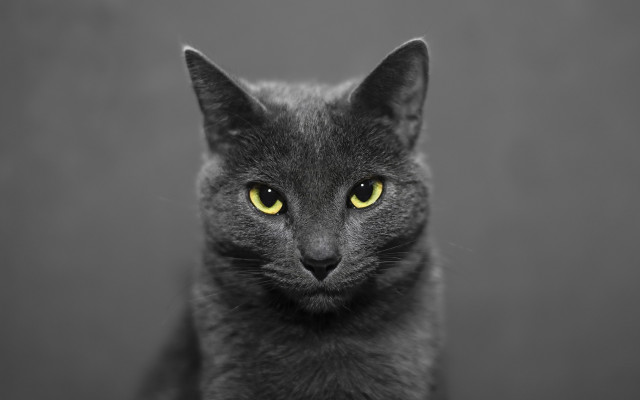 Black cat yellow eyes serious #13 free wallpaper - medium preview image