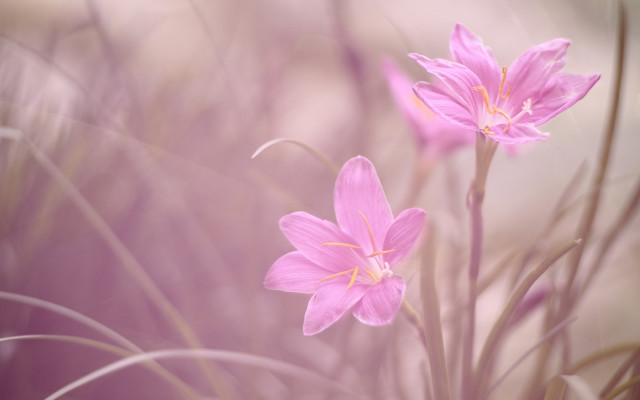 Pink flower butterfly tiltshift naturalisme free wallpaper - medium preview image
