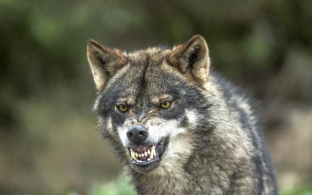 Wolf grinning missing teeth portrait free wallpaper - medium preview image