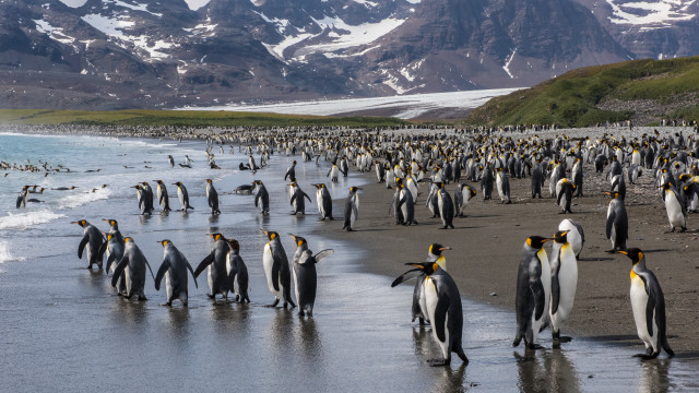 Penguins beach mountains ocean wildlife free wallpaper - medium preview image