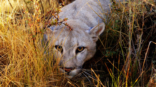 Mountain lion tall grass fence free wallpaper - medium preview image