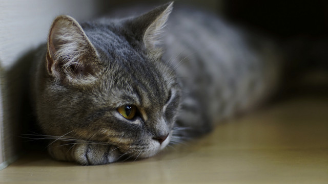 Cat laying by wall doorframe free wallpaper - medium preview image