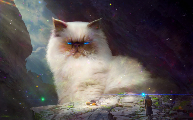 White cat blue eyes cave free wallpaper - medium preview image