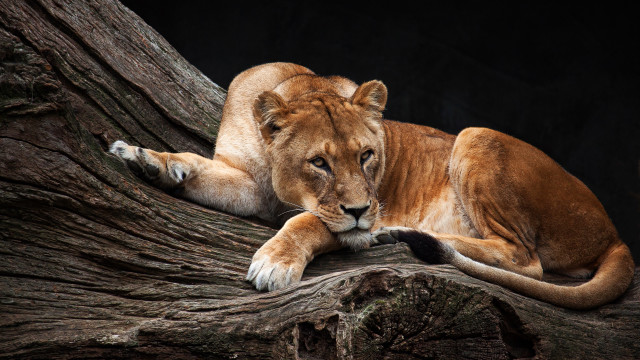 Lion laying on branch zoo free wallpaper - medium preview image