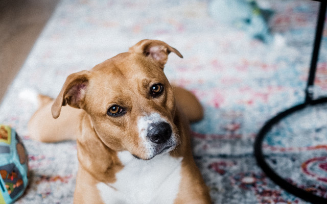 Dog floor can toy shiba free wallpaper - medium preview image