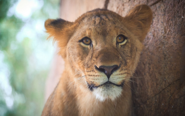 Lion tree portrait animal focus free wallpaper - medium preview image