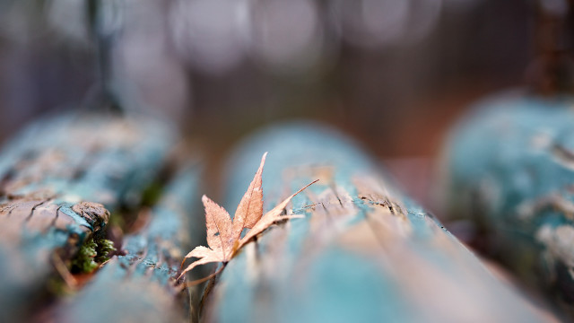 Leaf blue log woods bokeh free wallpaper - medium preview image