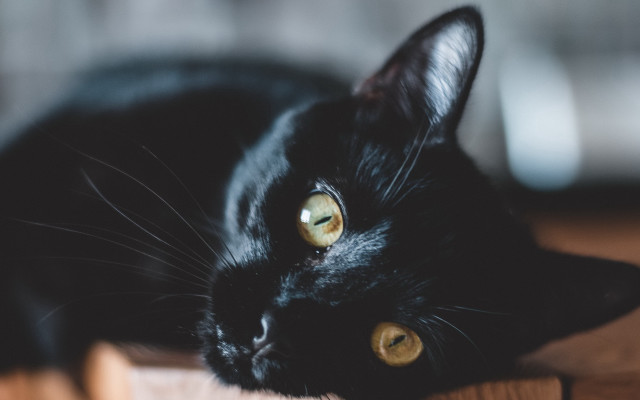 Black cat wooden table yellow free wallpaper - medium preview image