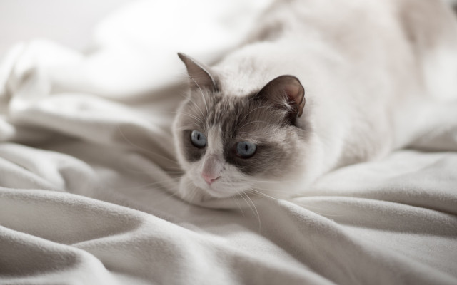 Cat laying bed white blanket #2 free wallpaper - medium preview image