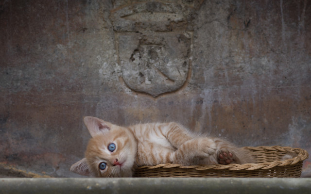 Cat basket wall coatofarms berndfasching free wallpaper - medium preview image