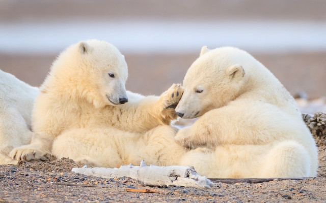 Polar bears beach playing wildlife free wallpaper - medium preview image