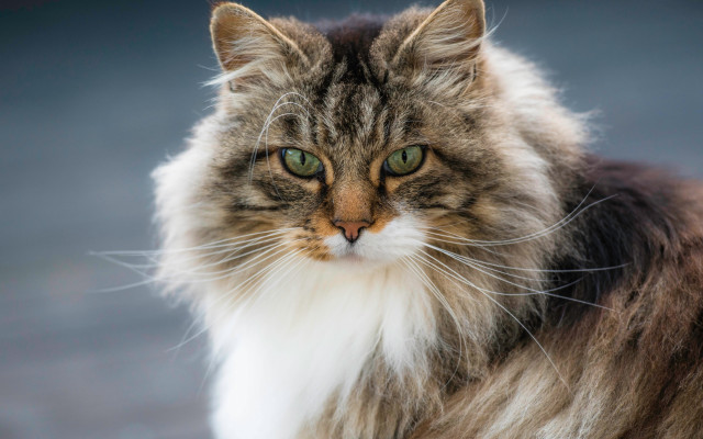 Cat serious green eyes renaissance free wallpaper - medium preview image