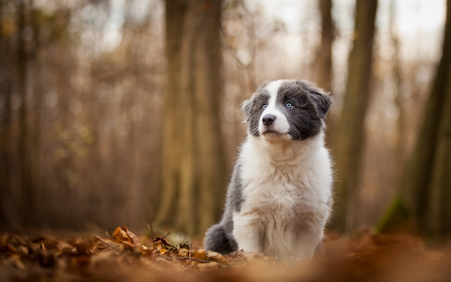 Puppy woods blue eyes tiltshift free wallpaper - medium preview image