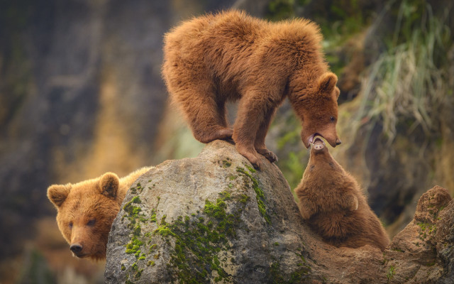 Brown bears rock outdoors wildlife free wallpaper - medium preview image