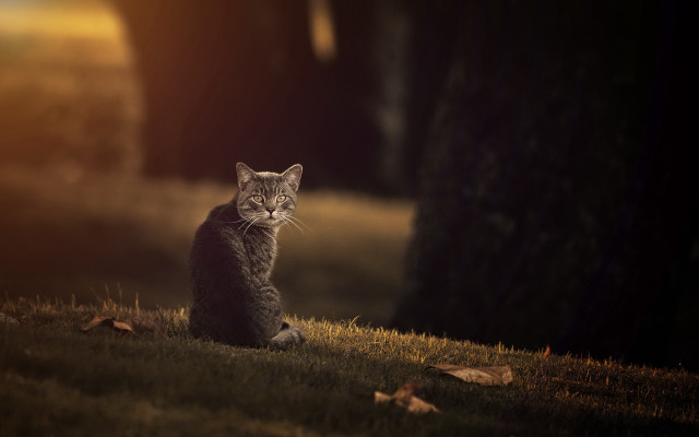 Cat grass tree sunset portrait free wallpaper - medium preview image