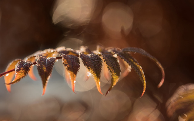 Leaf water droplets blurry background #2 free wallpaper - medium preview image