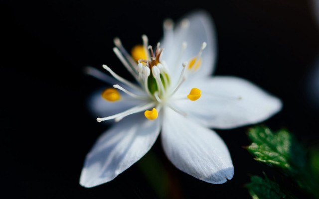 White flower yellow stamens black free wallpaper - medium preview image