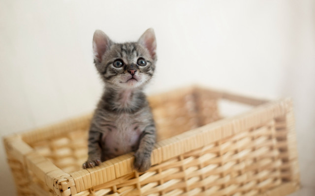 Small kitten basket table white free wallpaper - medium preview image