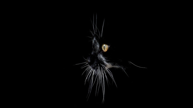 Black cat yellow eyes looking #6 free wallpaper - medium preview image
