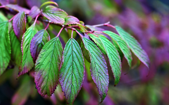 Green leaf purple background macro free wallpaper - medium preview image