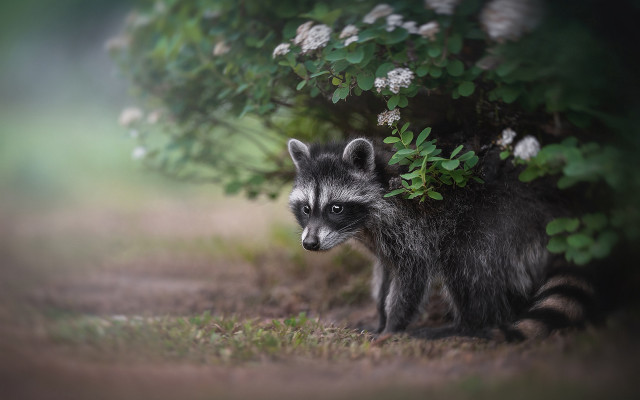 Raccoon grass bush flowers blurry free wallpaper - medium preview image