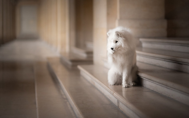 White dog neoclassic tiltshift softfocus free wallpaper - medium preview image