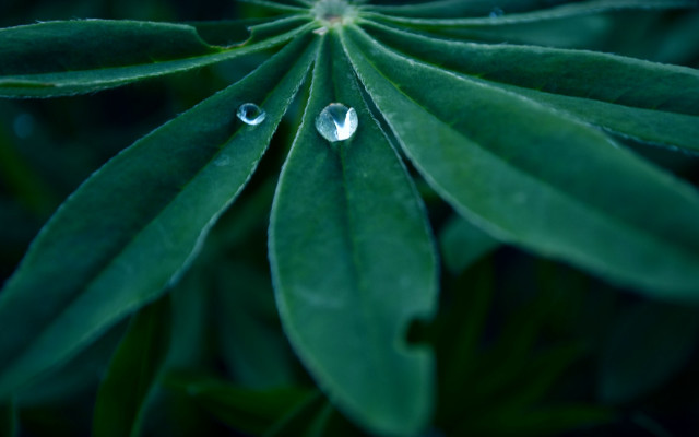 Green leaf water drops white #2 free wallpaper - medium preview image
