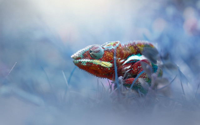 Colorful chameleon green field holography free wallpaper - medium preview image