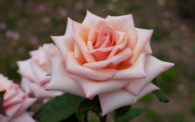 Pink rose green leaves bokeh #2 free wallpaper - medium preview image